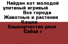 Найден кот,молодой упитаный игривый 12.03.2017 - Все города Животные и растения » Кошки   . Башкортостан респ.,Сибай г.
